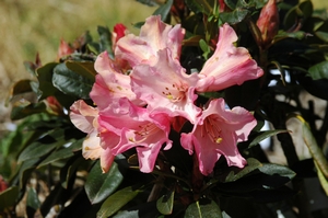 Rhodo Cherries-Cream